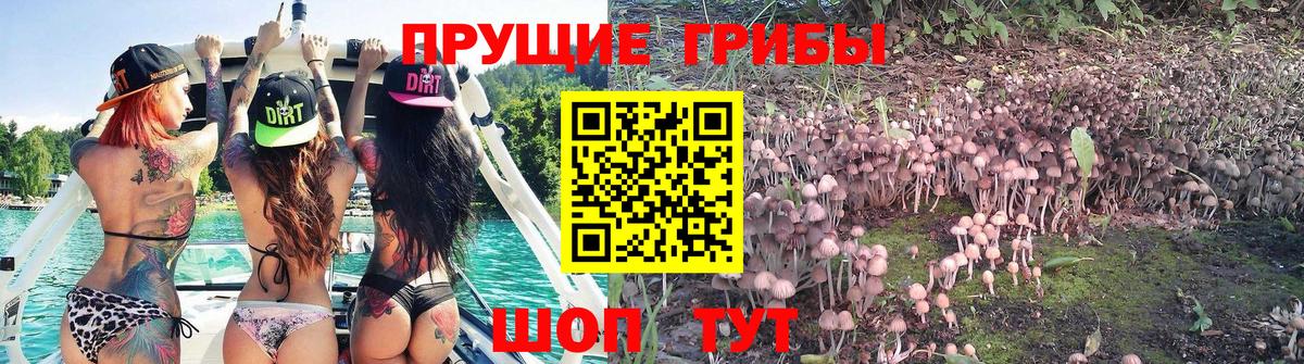 Галлюциногенные грибы прущие грибы Санкт-Петербург